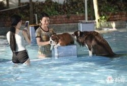 黄狗水池爆料视频下载,一场惊心动魄的真相大曝光