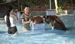 黄狗水池爆料视频下载,一场惊心动魄的真相大曝光