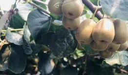 猕猴桃最新爆料文案,揭秘果中珍品背后的神奇功效