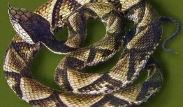 水族毒蛇爆料视频大全集,惊心动魄的爆料视频大全集