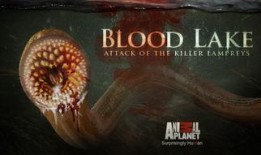 血湖电影在线观看,揭秘电影在线观看的惊悚之旅