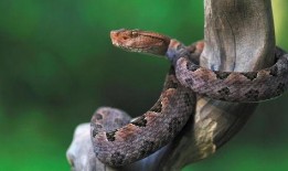 水族毒蛇爆料视频大全集,惊心动魄的爆料视频大全集