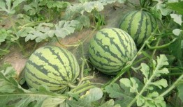 爆料西瓜嫁接视频,揭秘嫁接技术新突破