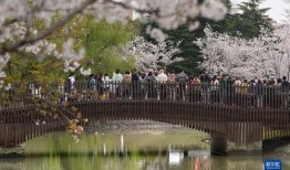 樱花校园春季最新版爆料,揭秘校园春日盛景与青春故事