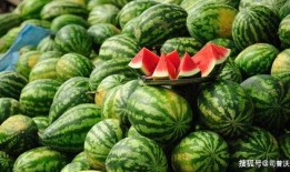 爆料西瓜嫁接视频,揭秘嫁接技术新突破