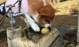 黄狗水池爆料视频下载,一场惊心动魄的真相大曝光