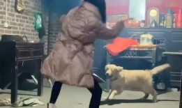 与狼共舞第二部全集在线观看,续写草原传奇，第二部全集在线观看