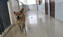 黄狗水池爆料视频下载,一场惊心动魄的真相大曝光